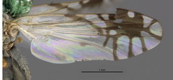 Media type: image;   Entomology 13321 Aspect: front wing